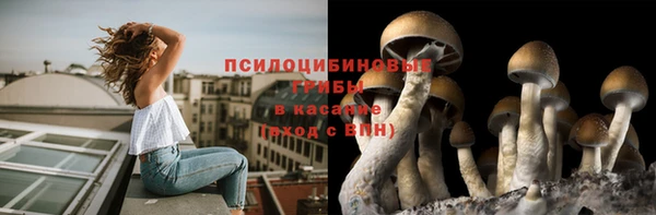крисы Абаза